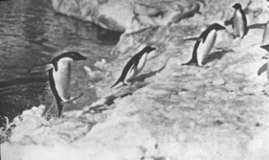 Image of Four penguins in motion as they leave the water ROY.30.3.9
