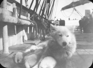 Image of Sled dog and pups on deck ROY.30.4.16