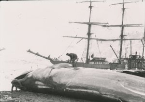Image of Flensing of a whale at Grytviken Whaling Station DUNIH 2017.2.11