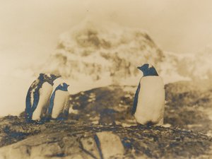 Image of Gentoo Penguins DUNIH 2017.2.15