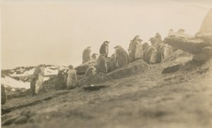 Image of Penguin Colony DUNIH 2017.2.16