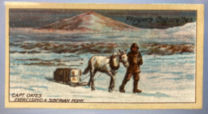 Image of CIGARETTE CARD, Second Series no.8 Capt. L. E. G. Oates Excercising a Siberian Pony on the Sea-Ice off Cape Evans, one of a collection of cigarette cards detailing Polar Exploration DUNIH 2022.18.33