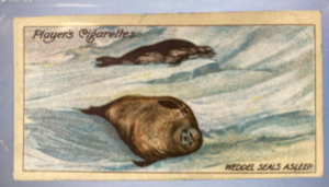 Image of CIGARETTE CARD, Second Series no.19, Weddel Seals Asleep on the Sea-ice, one of a collection of cigarette cards detailing Polar Exploration DUNIH 2022.18.44