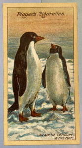 Image of CIGARETTE CARD, Second Series no.20, An Adelie Penguin and his Mate, one of a collection of cigarette cards detailing Polar Exploration DUNIH 2022.18.45