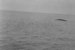 A whale from &#39;&#39;Discovery II&#39;&#39; thumbnail DUNIH 2008.99.3