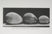 National Antarctic Expedition 1902-1904, Vol II- Zoology thumbnail DUNIH 443.2