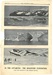 Newspaper cutting showing different images of the Antarctic Expedition 1901-4 thumbnail DUNIH 2016.30.44.9