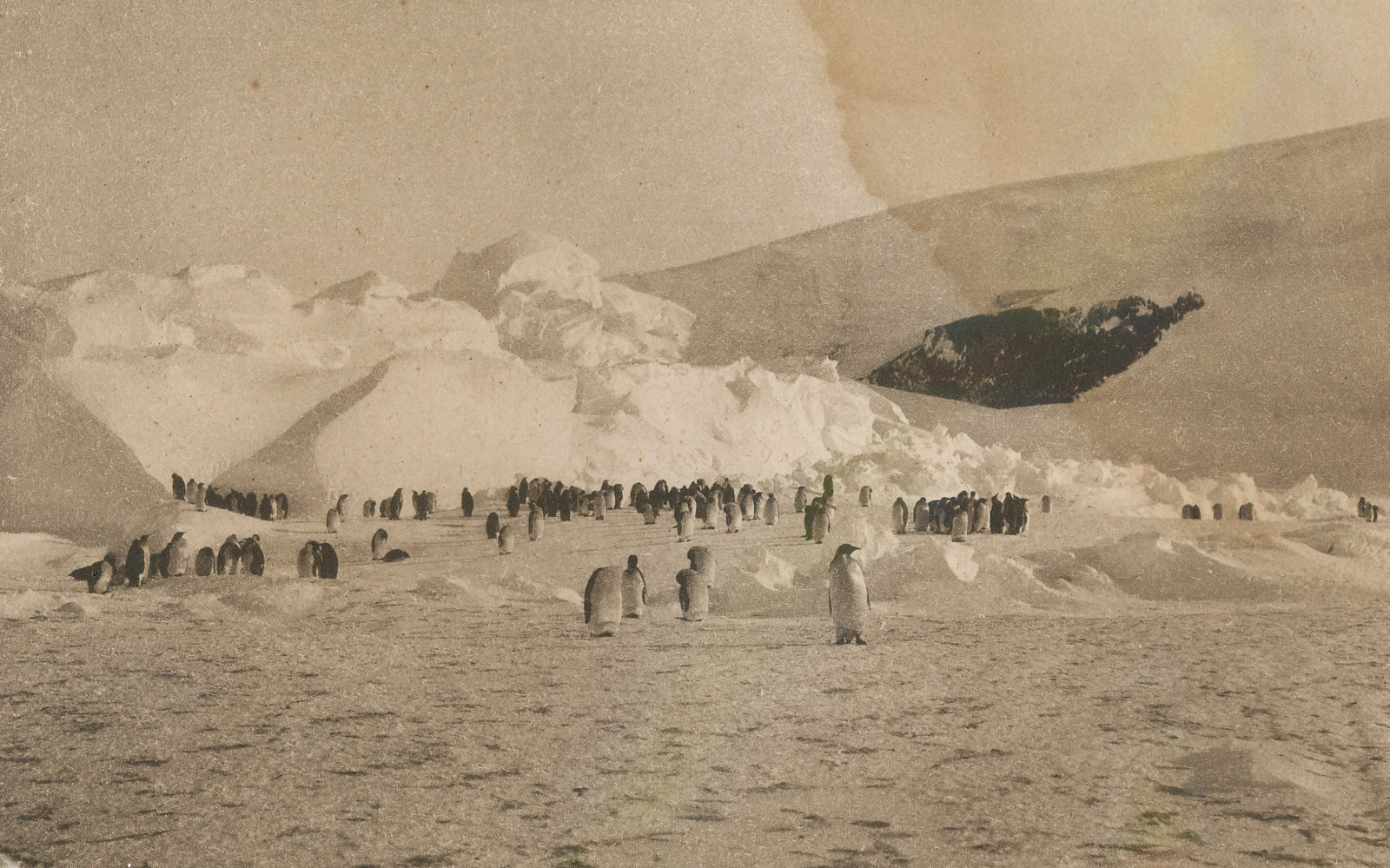 Emperor Penguin Rookery in British National Antarctic Expedition 1901 ...