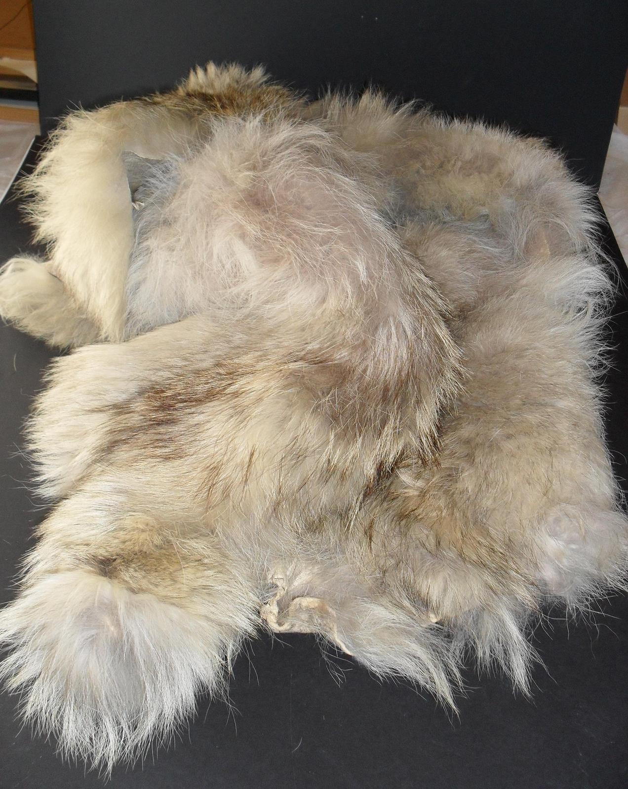 Fur pelt possibly wolf or huskie in Maritime at Dundee Heritage Trust